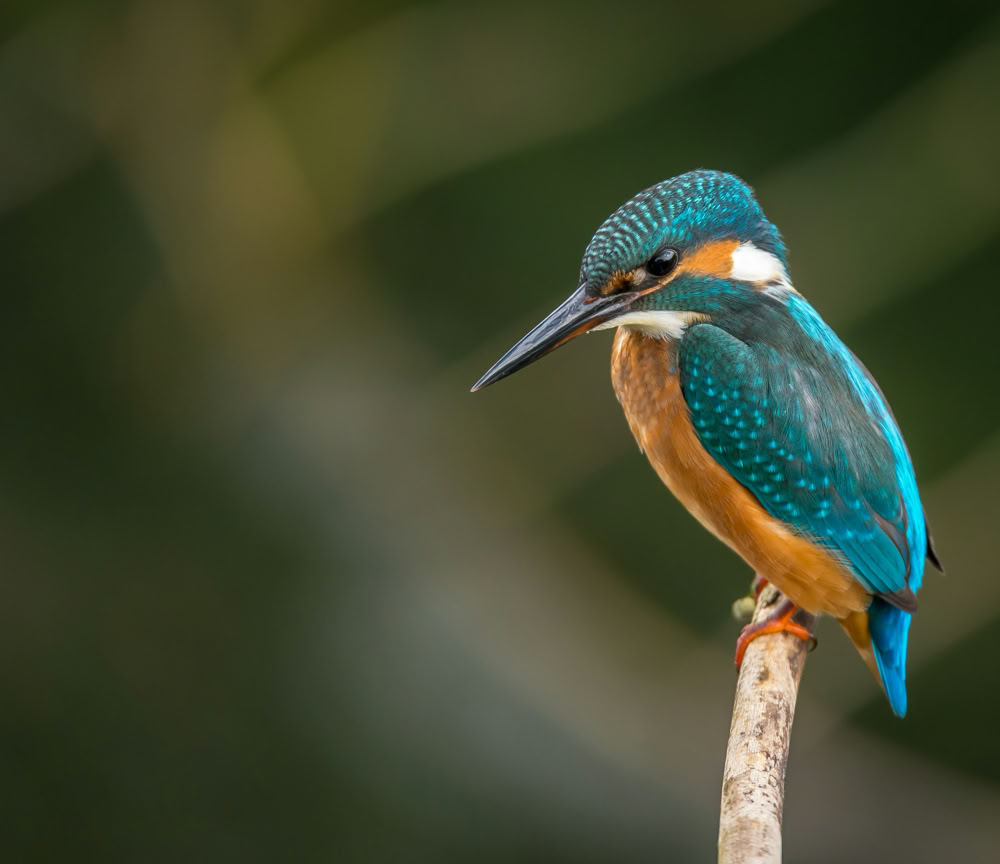 Photos gratuites de acoustique, bâton de bois, bien-être